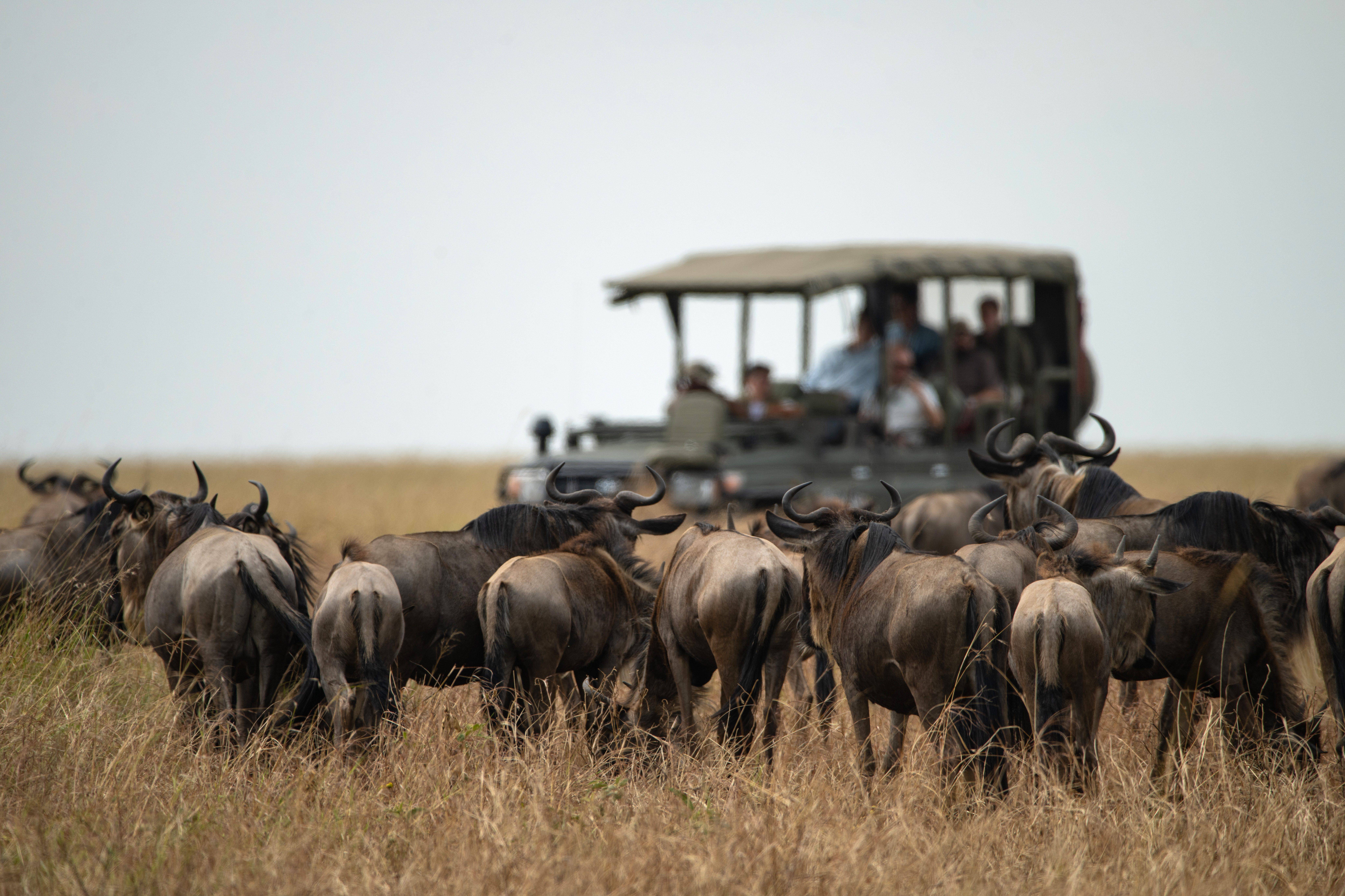 Raw Unwind Safaris